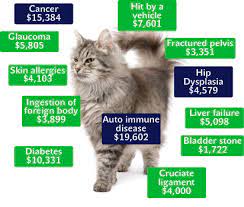 It covers the cost of medical procedures, surgeries cat insurance can be an extremely beneficial resource for pet owners. What Does Pet Insurance Cover Plans Costs Pet Insurer