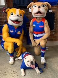 Последние твиты от sid the bulldog (@sid_wb_mascot). Western Bulldogs On Twitter Fun Afternoon Hanging With Our Friends In Cityofballarat For Our Bulldogs Shop Open Day Mightywest