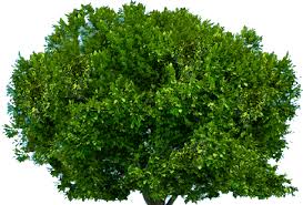 Tree rendering, tree top view, of brown and green tree, leaf vegetable, leaf, pin png. Top View Tree Png Download Yourpng Com