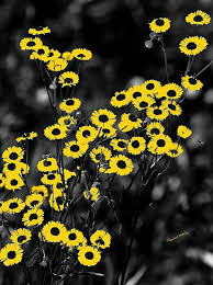 Aesthetic Black And Yellow Flowers Pin By Color Boards On Yellow Black Bold Yellow Aesthetic Black Aesthetic Black And White Aesthetic
