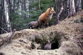 Fox Den Red Foxes Usually Have Multiple Dens In Their Territory One Large One For Winter Living Birthing And Rearing Their Red Fox Fox Life Is An Adventure