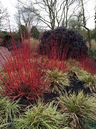 Sir Harold Hillier Gardens Winter Garden Modern Garden Beautiful Gardens