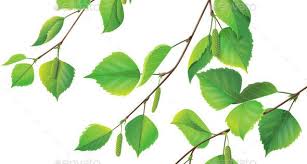 Birch Branches For Sale Near Me Birch Branches Birch Tree Tattoos Birch Tree Leaves Tree Tattoo