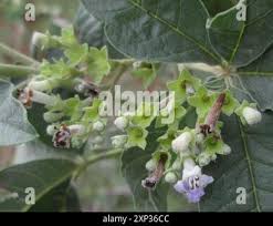 Image result for Vitex zeyheri