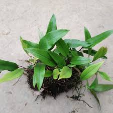 Image result for Pyrrosia