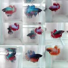 Check spelling or type a new query. Ikan Cupang Serit Shopee Indonesia