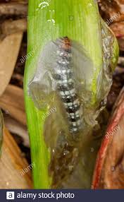 Black And White Striped Caterpillar With Orange Dots Australian Caterpillars High Resolution Stock Photography And Images Alamy
