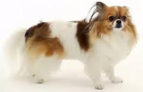 For dog shows and quality breeding. Miki Dog Facts Temperament Training Diet Puppies Pictures