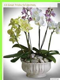 How To Avoid Orchid Rot Orchid Plants Orchid Flower Arrangements Dendrobium Orchids Care