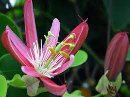 Check spelling or type a new query. Kew Gardens Pink Passion Flower Vine Live Plant Passiflora Starter Size 4 Inch Emeralds Tm Emerald Goddess Gardens