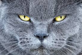 Justanswer.com has been visited by 100k+ users in the past month Male Cat Behavior Characteristics Lovetoknow