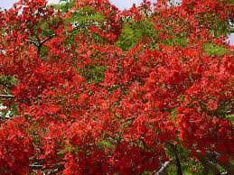 If trees were to grow under other trees , there would be a a mixture in the roots of the trees ,which will make it impossible for the trees to grow properly.i think. Yellow Jacaranda Tree Red Jacaranda Tree Go Here To See More Jacarandas Jacaranda Tree Tree Beautiful Gardens