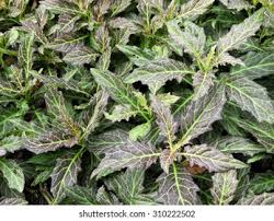 Image result for Gynura pseudochina