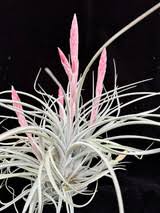 Image result for Ottelia exserta