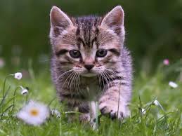 We did not find results for: Cute Tabby Kitten Wallpaper Free Kitten Downloads
