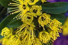 Huge collection, amazing choice, 100+ million high apricot bonsai tree blooming with yellow flowering branches curving create unique beauty. Image Of Native Tree With Yellow Flowers Golden Penda Xanthostemon Chrysanthus Austockphoto
