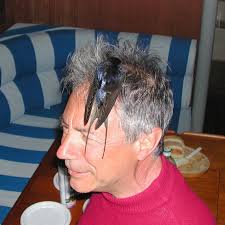 Vintage 1937 Cadillac V16 series 90 Hartmann Cabriolet car discussion