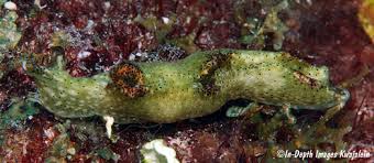 Image result for Isoglossa punctata