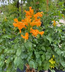 Maybe you would like to learn more about one of these? Cape Honeysuckle Florida Nursery Mart