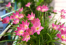 While traditional herbal medicine extensively used the roots, stalks and flowers of water lily, actually the petals as well as other floral parts of this aquatic plant are extremely strong and effective. Local Guides Connect Rain Lily The Most Beautiful Flower In My Balcony Local Guides Connect