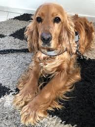 Finde jetzt schnell die besten angebote für welpen hunde suchen ein zuhause schweiz auf allekleinanzeigen.ch. Briska Traumh Cosenot Cocker Und Setter In Not E V Facebook