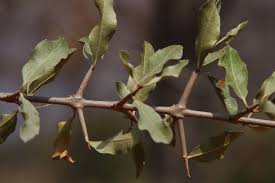 Image result for Combretum imberbe