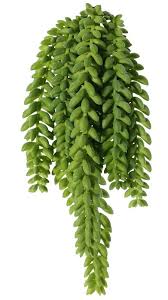 This succulent also goes by other names, including donkey's tail, horse's tail, and lamb's tail. Artificial Plants Sedum Top Art Artificial Flowers And Plants