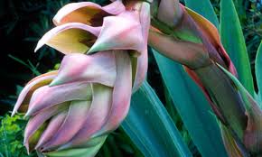 Image result for Beschorneria yuccoides