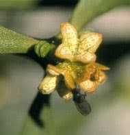 Image result for Viscum obscurum