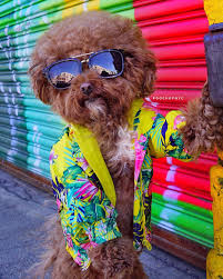 Poohofnyc Dog Dog Education Puppy Click On The Link Below To Educate Your Dogs Easily Cute Animals Cute Dogs Cute Funny Animals