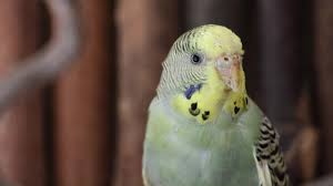 18.die mutter ( lagte,lag,legte,legtete) das kind ins bett. Milben Bei Wellensittichen Youtube