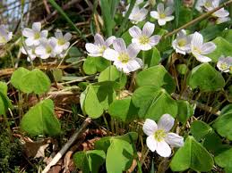 Image result for Oxalis anthelmintica