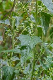 Image result for Atriplex patula