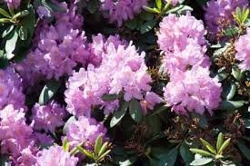 Are Rhododendrons Poisonous To Dogs Cottage Garden Plants Plants Rhododendron Plant