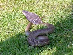 We did not find results for: Snakes Of Thailand Naja Cobra