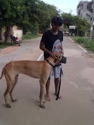 There are no international adoptions, yet. Great Dane And Labrador For Adoption Krupa Animal Hospital And Shelter Bangalore Ngo For Treatment And Rehabilitation Of Animals