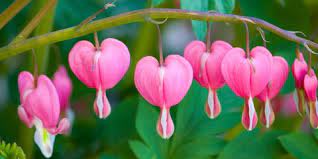 Ferns pair well with nearly any woodland shade plant such as primrose (primula), bishop's hat (epimedium), hosta (hosta), masterwort (astrantia) and wood sorrel (oxalis). 15 Best Shade Perennials Shade Loving Perennial Flowers And Plants