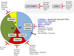 Check spelling or type a new query. Cyclin Dependent Kinase Cdk Inhibitors As Anticancer Drugs Sciencedirect