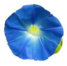 Image result for Ipomoea tuberculata