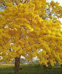 Image result for Handroanthus chrysotrichus