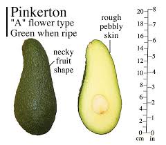 Image result for Avocado Dark 1969 Tappan