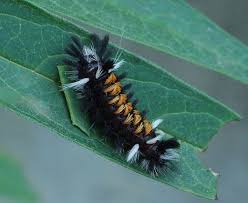 Pin On Bug Life
