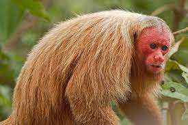 Bald Uakari Cacajao Calvus Uakari Animals Animal Planet