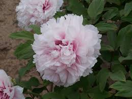 Blue Fragrant Chinese Tree Peony For Sale Peonies For Sale Planting Peonies Tree Peony
