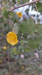 Image result for Abutilon indicum