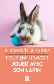 Epingle Sur Lapin Et Lapin Nain