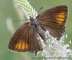 Image result for Satyrium