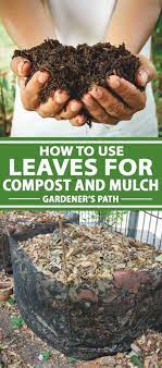 How To Use Leaves For Compost And Mulch Gardener S Path