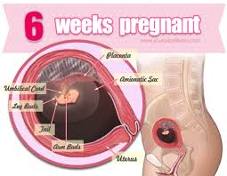 Pin On Weekly Guide To Pregnancy