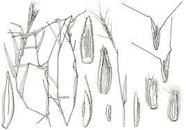 Image result for Thelepogon